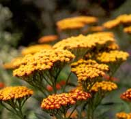 achillea feuerland